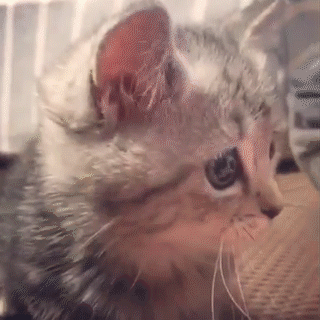 動物,犬,猫,しつけ,飼い方,育て方,病気,健康