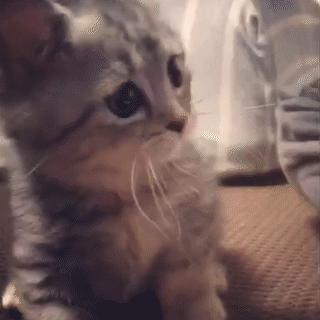 動物,犬,猫,しつけ,飼い方,育て方,病気,健康
