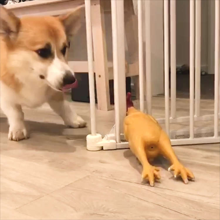 動物,犬,猫,しつけ,飼い方,育て方,病気,健康