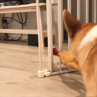 動物,犬,猫,しつけ,飼い方,育て方,病気,健康