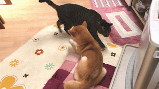 動物,犬,猫,しつけ,飼い方,育て方,病気,健康