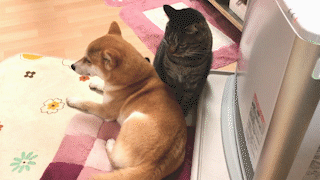 動物,犬,猫,しつけ,飼い方,育て方,病気,健康