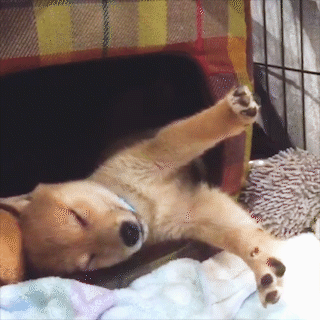 動物,犬,猫,しつけ,飼い方,育て方,病気,健康