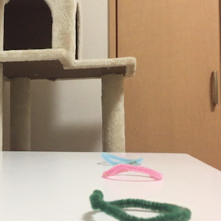 動物,犬,猫,しつけ,飼い方,育て方,病気,健康