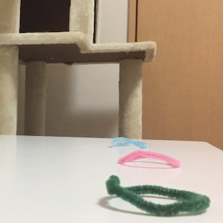 動物,犬,猫,しつけ,飼い方,育て方,病気,健康