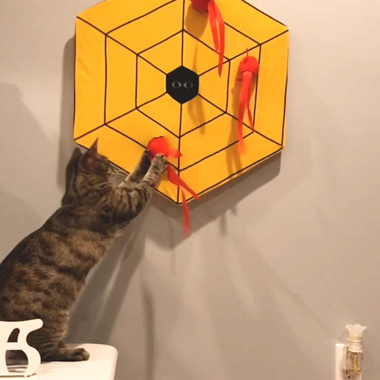 動物,犬,猫,しつけ,飼い方,育て方,病気,健康