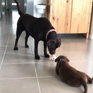動物,犬,猫,しつけ,飼い方,育て方,病気,健康