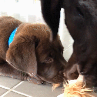 動物,犬,猫,しつけ,飼い方,育て方,病気,健康