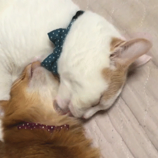 動物,犬,猫,しつけ,飼い方,育て方,病気,健康