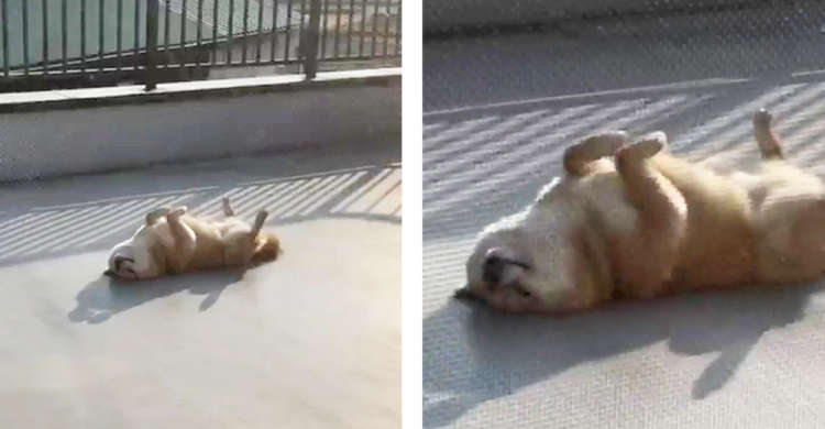 【振り返れば奴がいた】ふと後ろを向くと、そこには驚きのポーズで日光浴する愛犬の姿が…(゚A゚;)!!