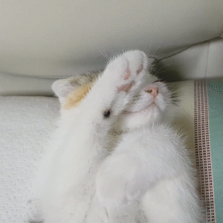 動物,犬,猫,しつけ,飼い方,育て方,病気,健康