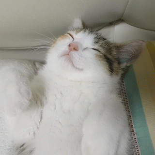 動物,犬,猫,しつけ,飼い方,育て方,病気,健康