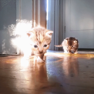 動物,犬,猫,しつけ,飼い方,育て方,病気,健康
