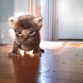 動物,犬,猫,しつけ,飼い方,育て方,病気,健康
