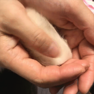 動物,犬,猫,しつけ,飼い方,育て方,病気,健康