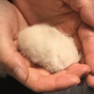 動物,犬,猫,しつけ,飼い方,育て方,病気,健康