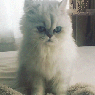 動物,犬,猫,しつけ,飼い方,育て方,病気,健康