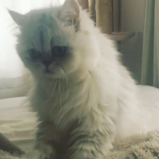 動物,犬,猫,しつけ,飼い方,育て方,病気,健康