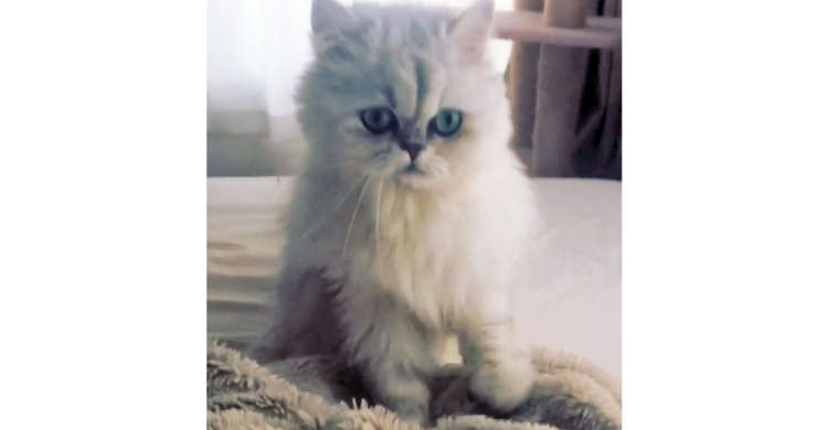 【ママを思い出しているの?】毛布をいつまでも、いつまでもフミフミする猫さんが愛らしかった(*´ェ`)