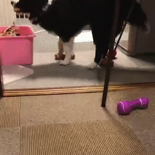 動物,犬,猫,しつけ,飼い方,育て方,病気,健康