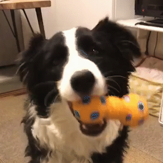 動物,犬,猫,しつけ,飼い方,育て方,病気,健康