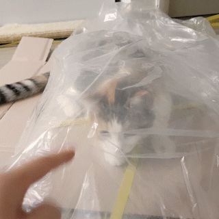 動物,犬,猫,しつけ,飼い方,育て方,病気,健康