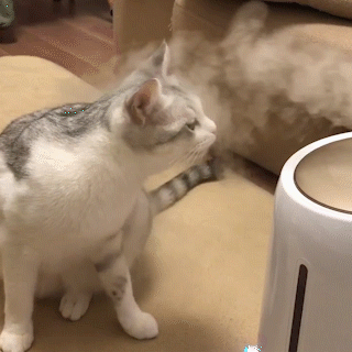 動物,犬,猫,しつけ,飼い方,育て方,病気,健康