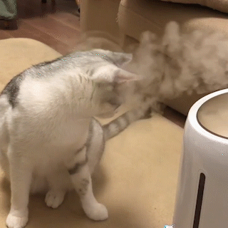 動物,犬,猫,しつけ,飼い方,育て方,病気,健康