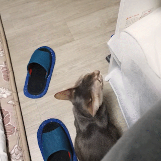 動物,犬,猫,しつけ,飼い方,育て方,病気,健康