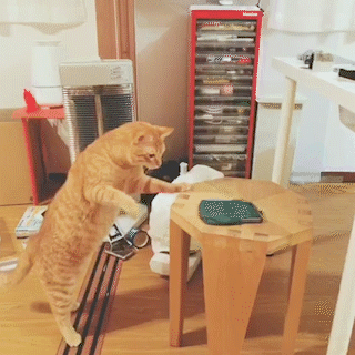 動物,犬,猫,しつけ,飼い方,育て方,病気,健康