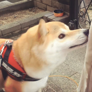 動物,犬,猫,しつけ,飼い方,育て方,病気,健康
