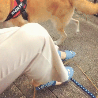動物,犬,猫,しつけ,飼い方,育て方,病気,健康