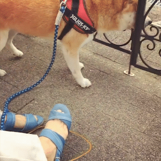 動物,犬,猫,しつけ,飼い方,育て方,病気,健康
