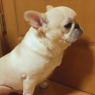 動物,犬,猫,しつけ,飼い方,育て方,病気,健康