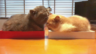 動物,犬,猫,しつけ,飼い方,育て方,病気,健康