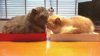 動物,犬,猫,しつけ,飼い方,育て方,病気,健康
