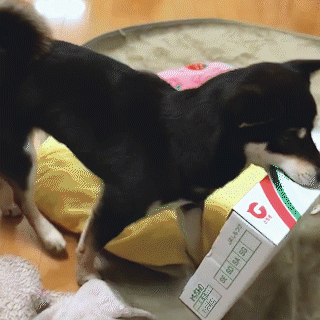 動物,犬,猫,しつけ,飼い方,育て方,病気,健康