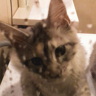 動物,犬,猫,しつけ,飼い方,育て方,病気,健康