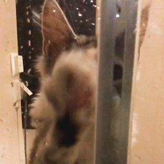 動物,犬,猫,しつけ,飼い方,育て方,病気,健康