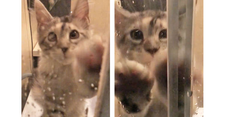 「濡れてるニャッ」戸をガシガシかいて、入浴中の飼い主さんを助け出そうとするニャンコたち…!(17秒)