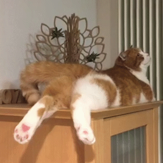 動物,犬,猫,しつけ,飼い方,育て方,病気,健康