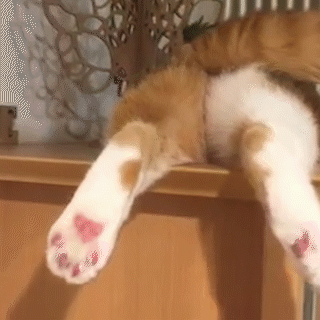 動物,犬,猫,しつけ,飼い方,育て方,病気,健康