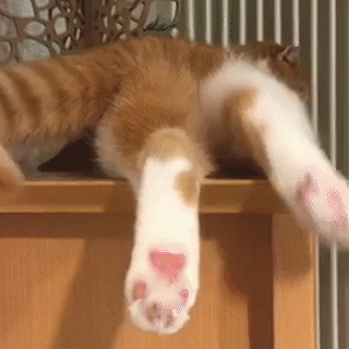動物,犬,猫,しつけ,飼い方,育て方,病気,健康