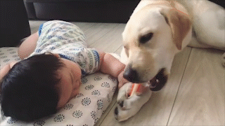 動物,犬,猫,しつけ,飼い方,育て方,病気,健康
