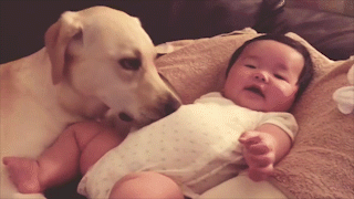 動物,犬,猫,しつけ,飼い方,育て方,病気,健康