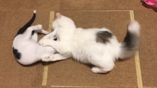 動物,犬,猫,しつけ,飼い方,育て方,病気,健康