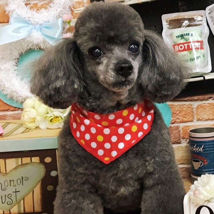 動物,犬,猫,しつけ,飼い方,育て方,病気,健康