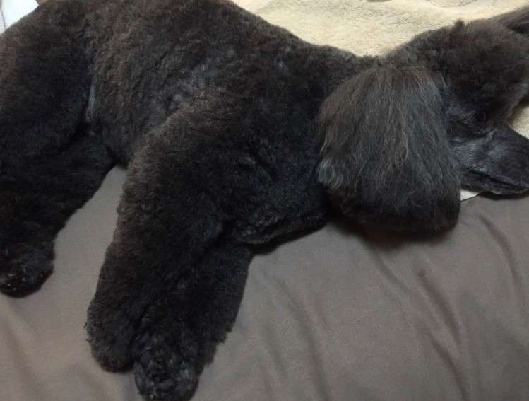 動物,犬,猫,しつけ,飼い方,育て方,病気,健康