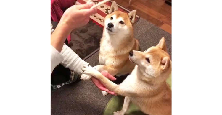 「お手」の合図をすると → 同時にポムっ♪ シンクロしちゃう柴犬コンビが愛らしかった(о´∀`о)
