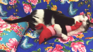 動物,犬,猫,しつけ,飼い方,育て方,病気,健康